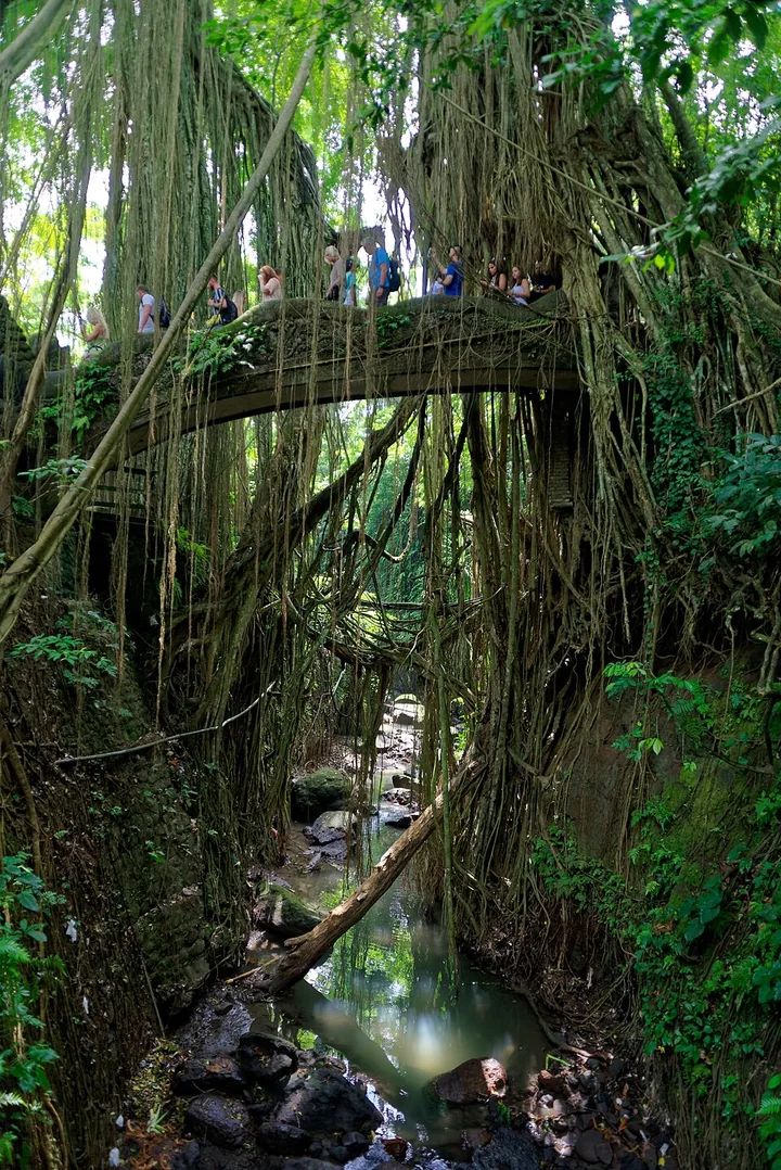 Ubud Monkey Forest · Bali