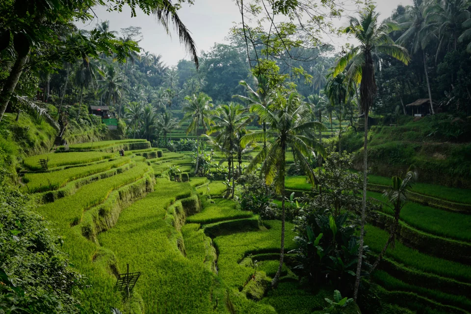 Green rice terraces surrounded by tropical trees